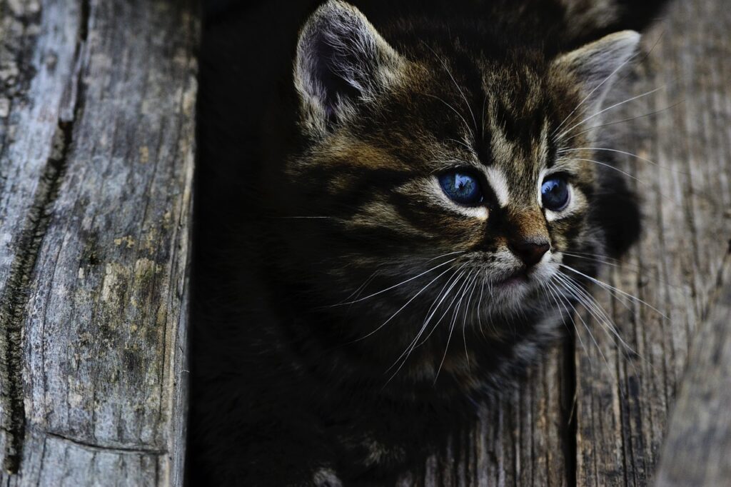 Confirmed Rabies Located in Greenbrier State Park, Boonsboro, MD.
